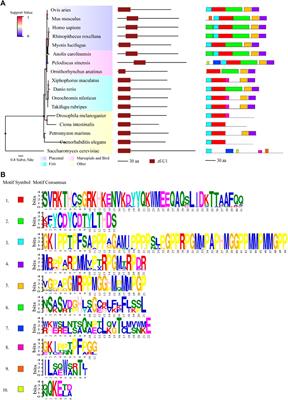 Phylogenetic Comparison and Splicing Analysis of the U1 snRNP-specific Protein U1C in Eukaryotes